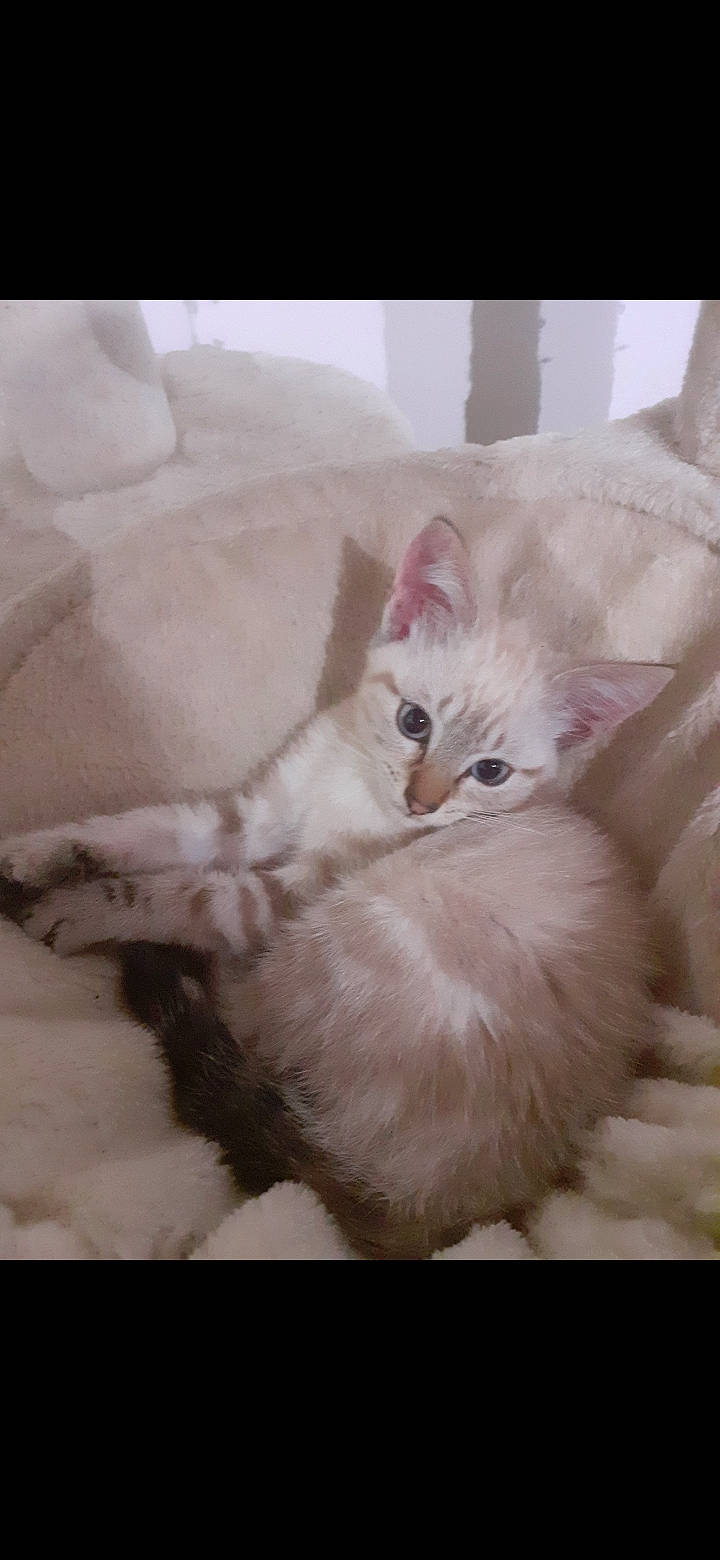 Perle participe au concours pour gagner de l'argent avec cette photo : british_longhair, carnivore, cat, cat_bed, claw, comfort, fawn, felidae, fur, nap, paw, ragdoll, small_to_medium_sized_cats, snout, tail, terrestrial_animal, whiskers