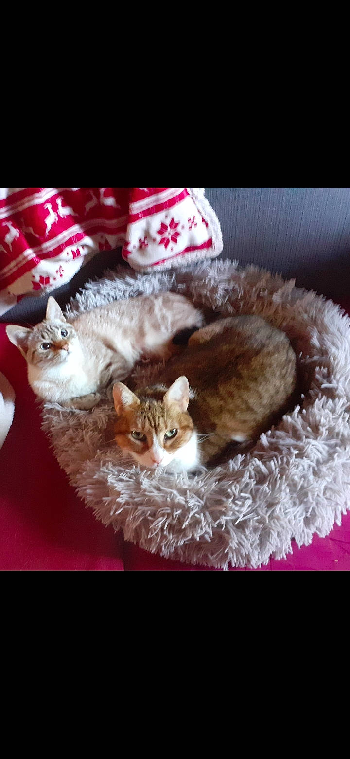 Perle participe au concours pour gagner de l'argent avec cette photo : art, carnivore, cat, comfort, domestic_short_haired_cat, fawn, felidae, fur, linens, paw, photo_caption, rectangle, small_to_medium_sized_cats, tail, whiskers