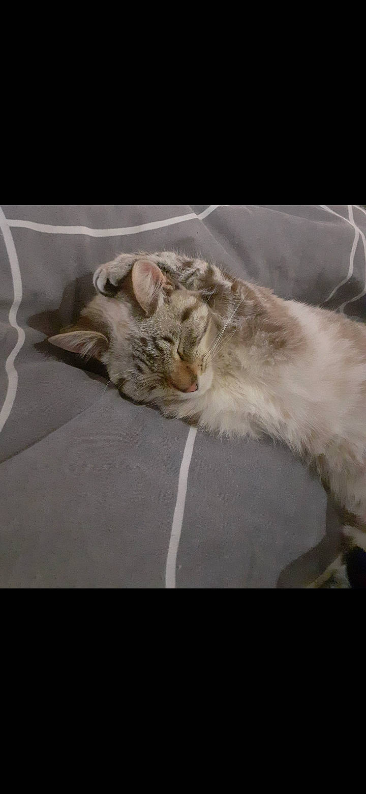 Perle a rejoint le concours — aidez-le/la à gagner de superbes lots ! carnivore, cat, claw, comfort, domestic_short_haired_cat, fang, felidae, fur, metal, paw, photo_caption, ragdoll, small_to_medium_sized_cats, snout, tail, terrestrial_animal, whiskers, window