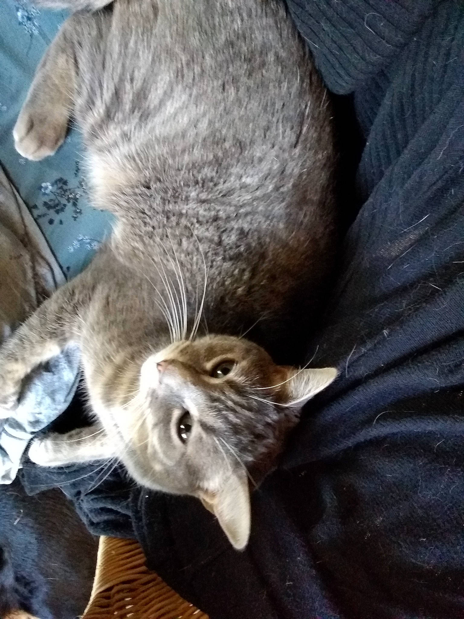 Winter participe au concours pour gagner de l'argent avec cette photo : carnivore, cat, chartreux, domestic_short_haired_cat, european_shorthair, felidae, kitten, korat, mammal, nebelung, russian_blue, small_to_medium_sized_cats, tabby_cat, vertebrate, whiskers