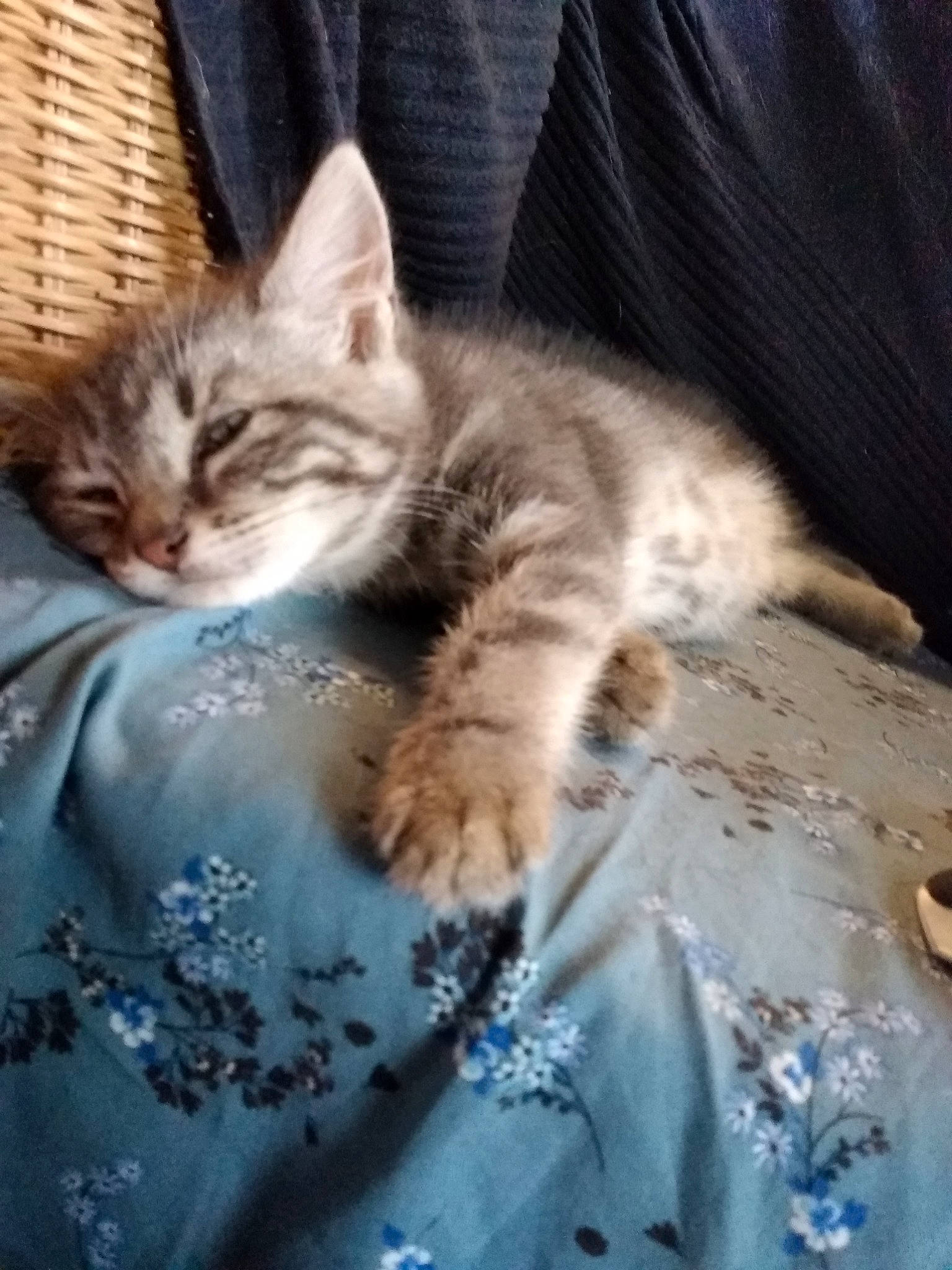 Lucky participe au concours pour gagner de l'argent avec cette photo : american_wirehair, asian, british_semi_longhair, carnivore, cat, domestic_long_haired_cat, domestic_short_haired_cat, dragon_li, european_shorthair, felidae, kitten, maine_coon, mammal, norwegian_forest_cat, pixie_bob, ragamuffin, siberian, small_to_medium_sized_cats, tabby_cat, whiskers