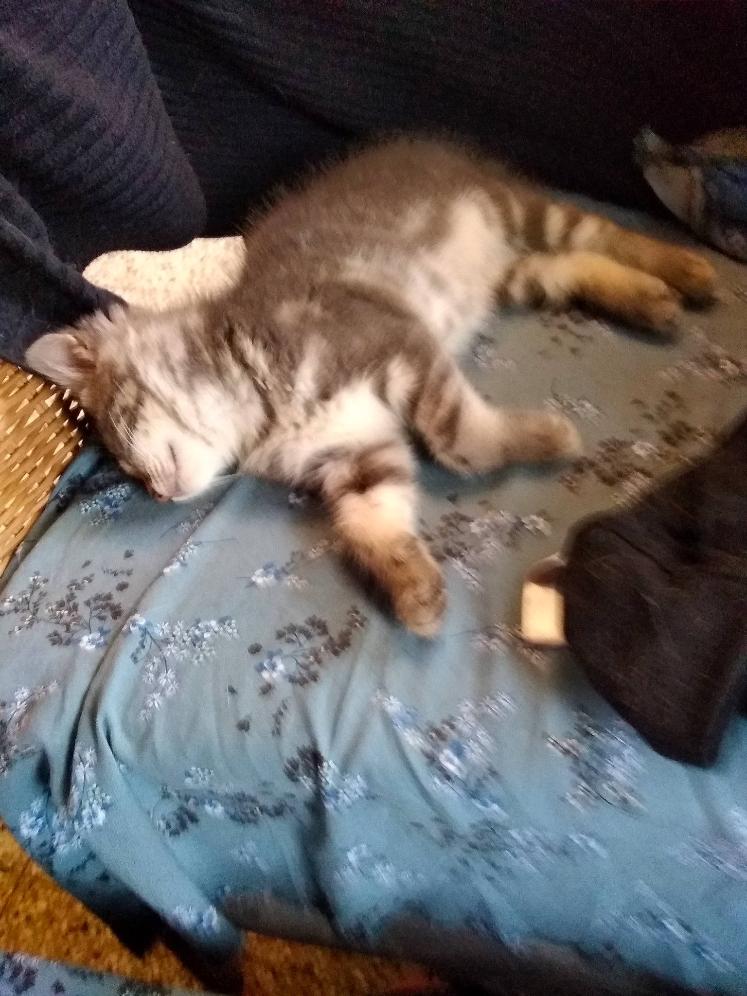 Lucky a rejoint le concours — aidez-le/la à gagner de superbes lots ! asian, carnivore, cat, chausie, domestic_short_haired_cat, egyptian_mau, european_shorthair, fawn, felidae, fur, kitten, nap, ocicat, paw, pixie_bob, sleep, small_to_medium_sized_cats, tabby_cat, tail, whiskers