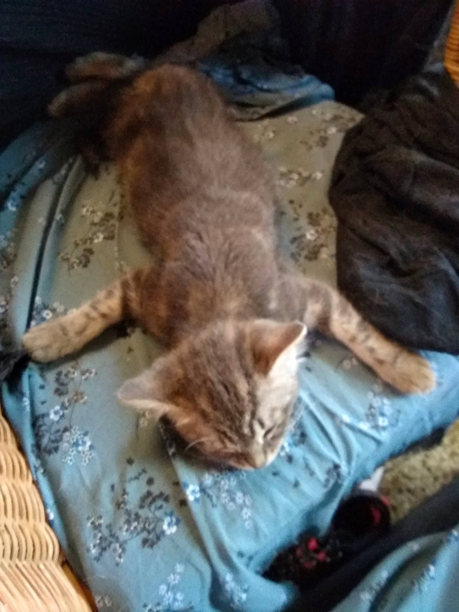 Lucky participe au concours pour gagner de l'argent avec cette photo : aegean_cat, asian, carnivore, cat, domestic_short_haired_cat, dragon_li, european_shorthair, fawn, felidae, german_rex, kitten, nap, sleep, small_to_medium_sized_cats, tabby_cat, whiskers, wild_cat