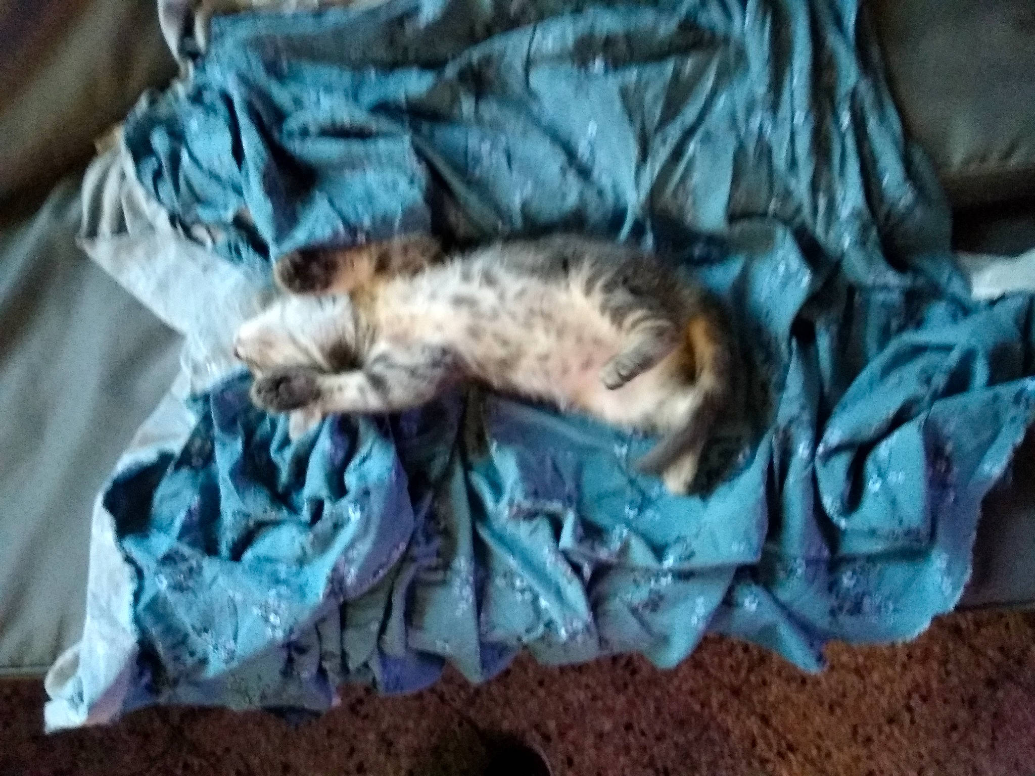 Lucky a rejoint le concours — aidez-le/la à gagner de superbes lots ! canidae, carnivore, cat, felidae, ferret, fur, kitten, nap, puppy, sleep, small_to_medium_sized_cats