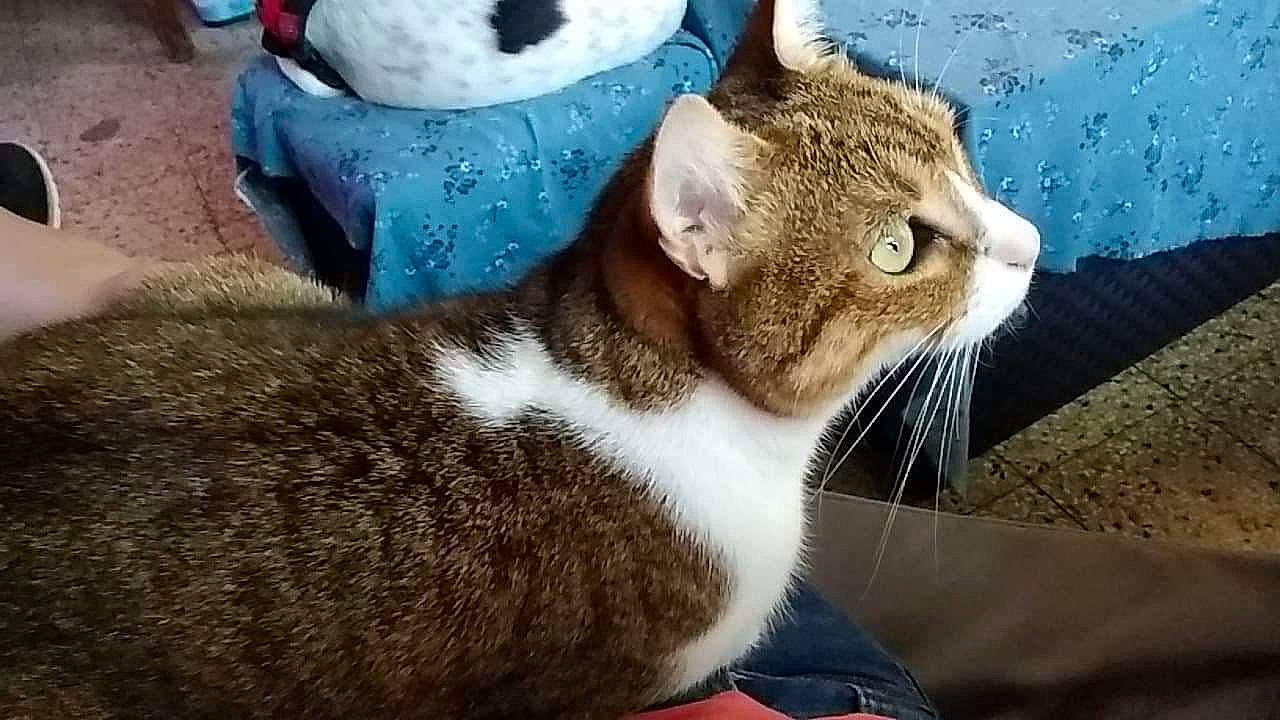 Lune participe au concours pour gagner de l'argent avec cette photo : aegean_cat, american_wirehair, asian, carnivore, cat, domestic_short_haired_cat, european_shorthair, fawn, felidae, mammal, small_to_medium_sized_cats, snout, tabby_cat, vertebrate, whiskers