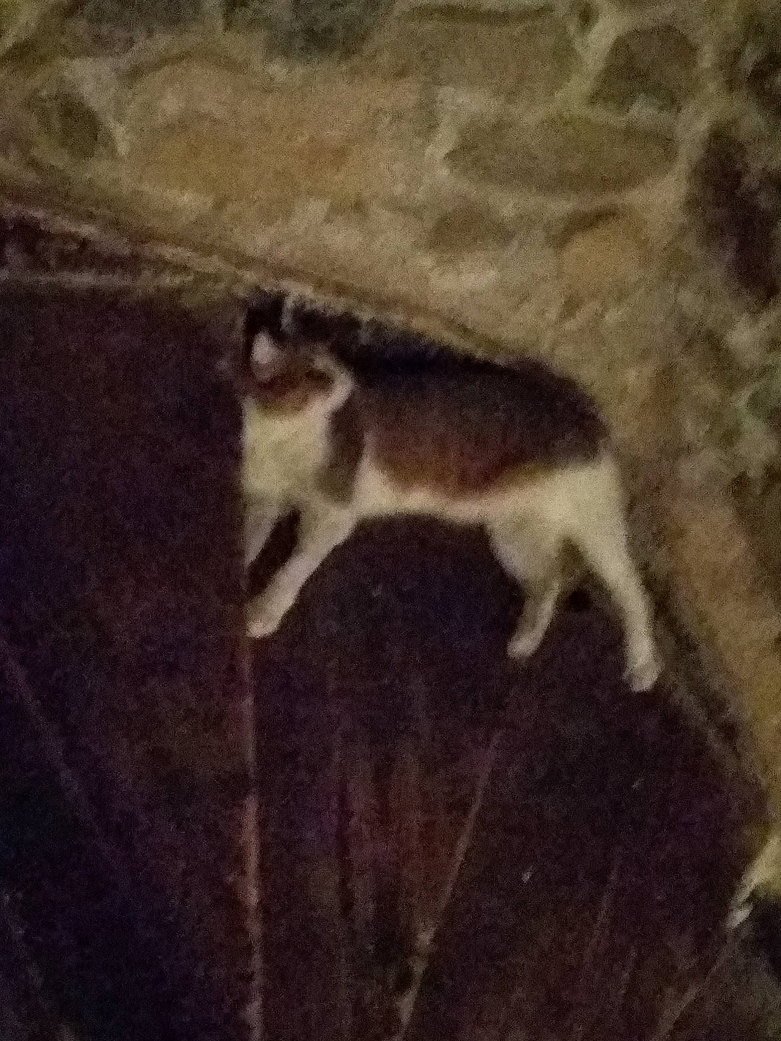 Lune participe au concours pour gagner de l'argent avec cette photo : canidae, carnivore, fawn, mammal, siberian_husky, tail, wildlife