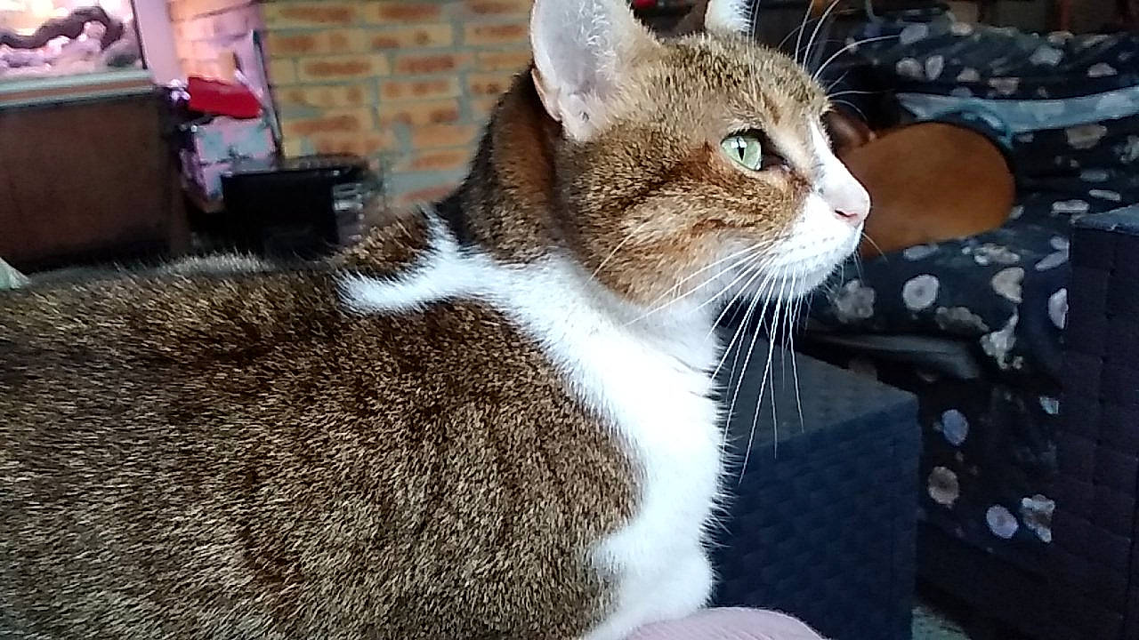 Lune participe au concours pour gagner de l'argent avec cette photo : aegean_cat, american_wirehair, asian, carnivore, cat, domestic_short_haired_cat, european_shorthair, fawn, felidae, fur, mammal, polydactyl_cat, small_to_medium_sized_cats, snout, tabby_cat, whiskers, wild_cat