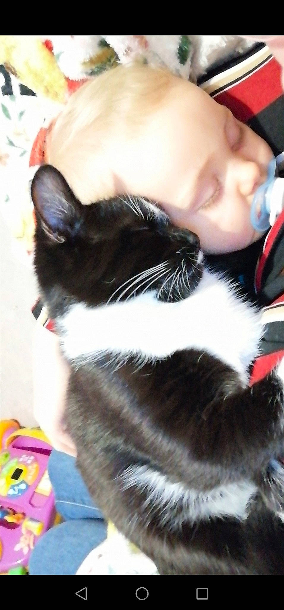 Moza a rejoint le concours — aidez-le/la à gagner de superbes lots ! black_hair, carnivore, cat, domestic_short_haired_cat, ear, felidae, fur, hair, kitten, long_hair, nose, skin, small_to_medium_sized_cats, snout, tail, whiskers