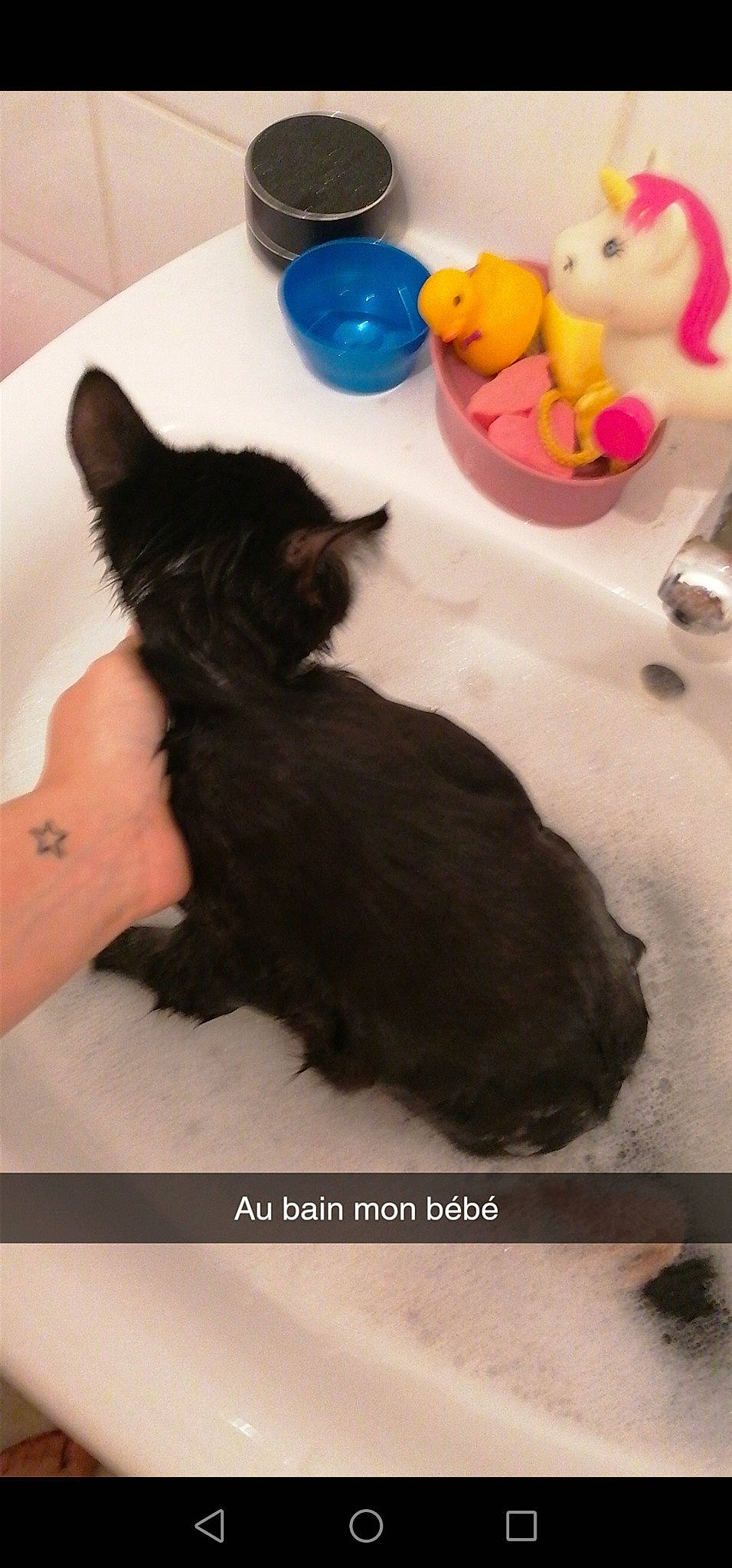 Moza participe au concours pour gagner de l'argent avec cette photo : black_cat, canidae, carnivore, cat, fawn, felidae, kitten, maine_coon, play, small_to_medium_sized_cats