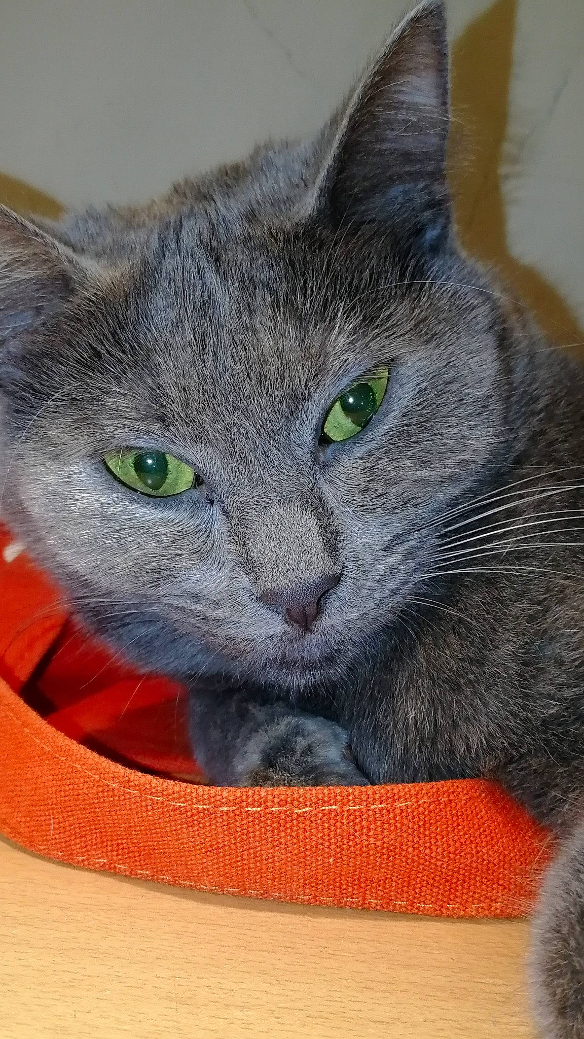 Moumoune a rejoint le concours — aidez-le/la à gagner de superbes lots ! asian, british_shorthair, burmese, carnivore, cat, chartreux, domestic_short_haired_cat, european_shorthair, felidae, korat, mammal, nebelung, russian_blue, small_to_medium_sized_cats, snout, vertebrate, whiskers