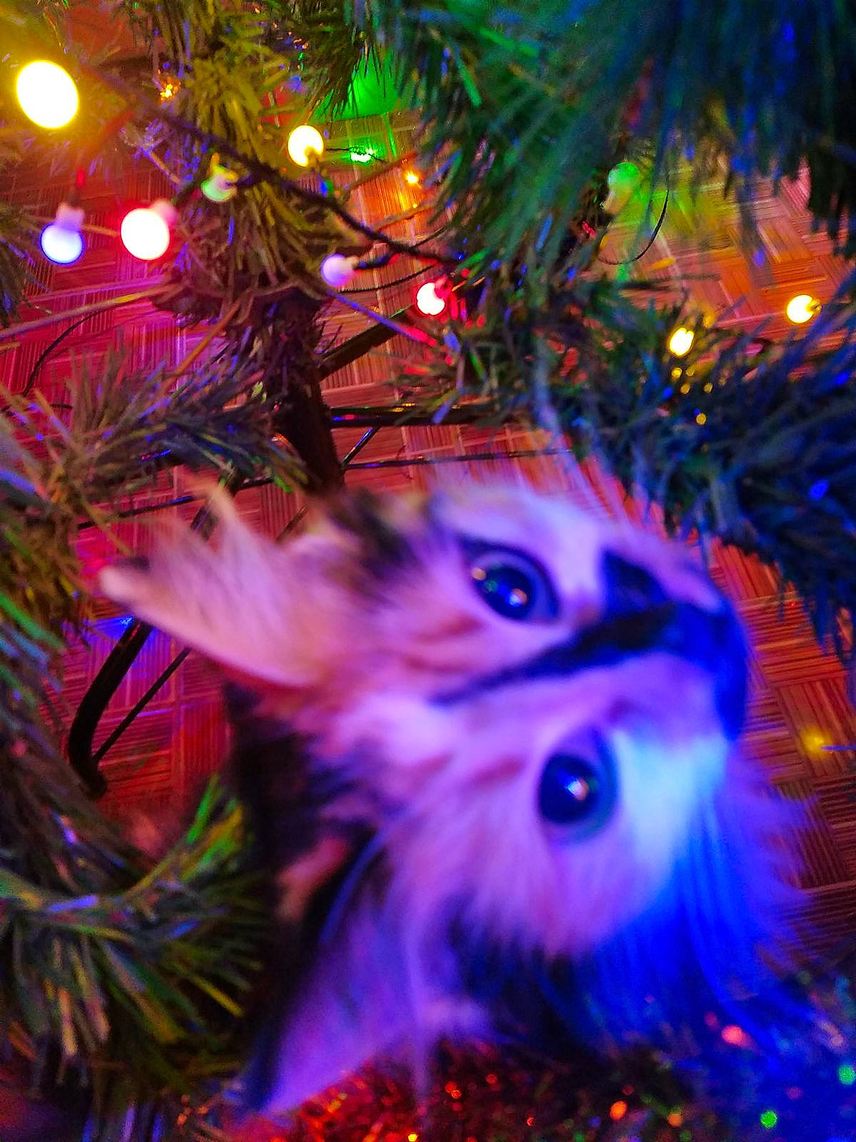 Prune a rejoint le concours — aidez-le/la à gagner de superbes lots ! branch, christmas, christmas_decoration, christmas_eve, christmas_lights, christmas_ornament, christmas_tree, conifer, electric_blue, event, evergreen, holiday, holiday_ornament, interior_design, light, organism, ornament, purple, tradition, woody_plant