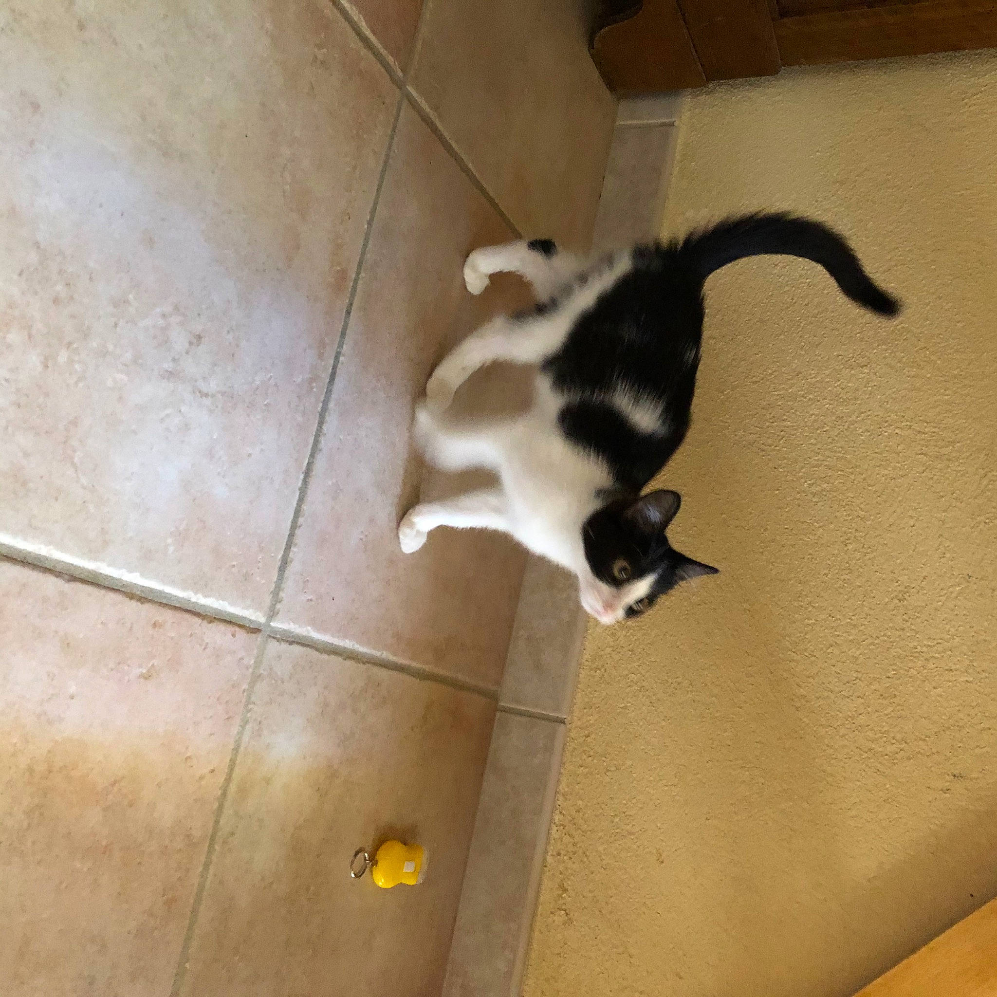 Minette a rejoint le concours — aidez-le/la à gagner de superbes lots ! carnivore, cat, claw, companion_dog, dog_breed, domestic_short_haired_cat, fawn, felidae, floor, flooring, fur, hardwood, human_leg, paw, small_to_medium_sized_cats, snout, sporting_group, tail, whiskers, wood