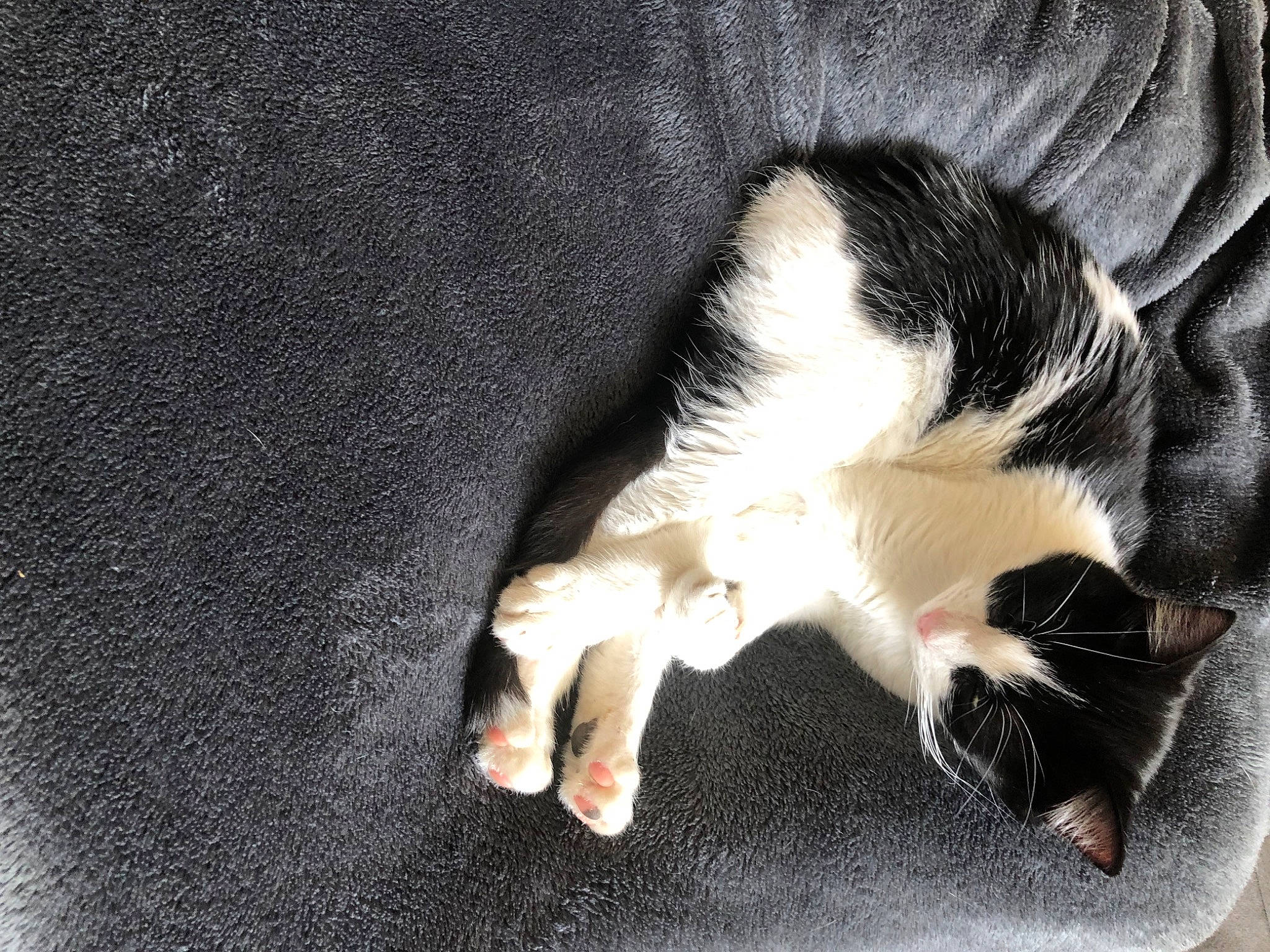 Minette participe au concours pour gagner de l'argent avec cette photo : canidae, carnivore, cat, claw, comfort, dog_breed, domestic_short_haired_cat, felidae, fur, gesture, human_body, leg, nail, nap, paw, small_to_medium_sized_cats, snout, sporting_group, tail, whiskers