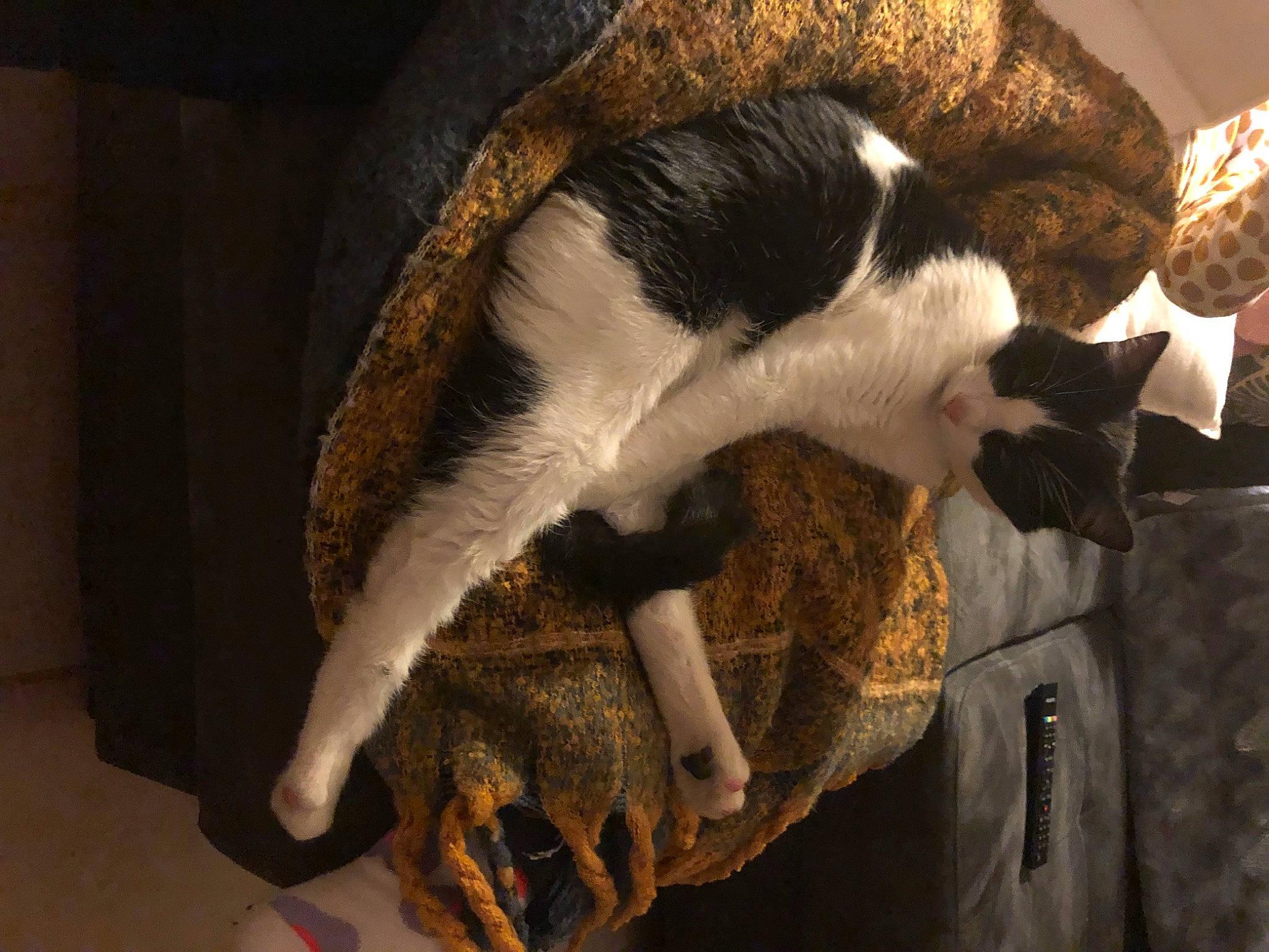 Minette a rejoint le concours — aidez-le/la à gagner de superbes lots ! canidae, carnivore, cat, cat_supply, claw, comfort, domestic_short_haired_cat, felidae, fur, nap, paw, pet_supply, sleep, small_to_medium_sized_cats, snout, sporting_group, tail, tree, whiskers, wood