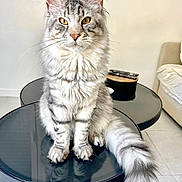 Memphis a rejoint le concours — aidez-le/la à gagner de superbes lots ! cat, maine_coon, silver_tabby, fluffy_tail, sitting, table, black_table, living_room, remote_control, couch, indoor, pet, feline, whiskers, ears, golden_eyes, fur, home, calm, portrait