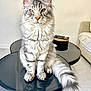 cat, maine_coon, silver_tabby, fluffy_tail, sitting, table, black_table, living_room, remote_control, couch, indoor, pet, feline, whiskers, ears, golden_eyes, fur, home, calm, portrait