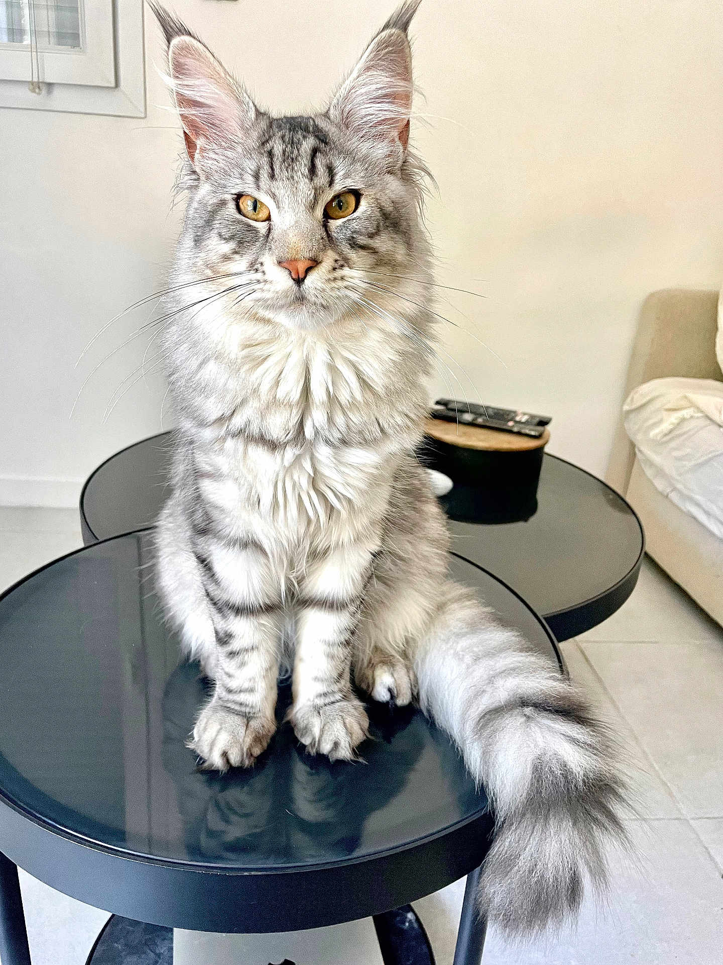 Memphis a rejoint le concours — aidez-le/la à gagner de superbes lots ! cat, maine_coon, silver_tabby, fluffy_tail, sitting, table, black_table, living_room, remote_control, couch, indoor, pet, feline, whiskers, ears, golden_eyes, fur, home, calm, portrait