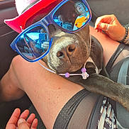 Valea participe au concours pour gagner de l'argent avec cette photo : dog, pet, canine, sunglasses, hat, red_hat, accessories, necklace, car, vehicle, portrait, close_up, funny, fashion, celebrity, reflection, human, passenger, indoors, seated