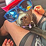 dog, pet, canine, sunglasses, hat, red_hat, accessories, necklace, car, vehicle, portrait, close_up, funny, fashion, celebrity, reflection, human, passenger, indoors, seated