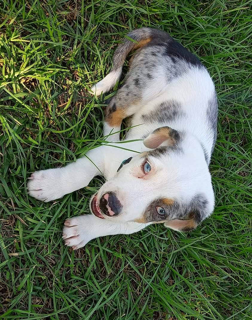 Charley is registered to the contest to win money with this photo: beaglier, canidae, carnivore, companion_dog, dog, dog_breed, fawn, grass, snout, sporting_group, terrestrial_animal, whiskers, working_dog