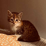 Aïcha a rejoint le concours — aidez-le/la à gagner de superbes lots ! kitten, cat, animal, pet, feline, fur, bed, blanket, pattern, striped, spotted, cute, small, indoor, cozy, curious, young, whiskers, ears, eyes