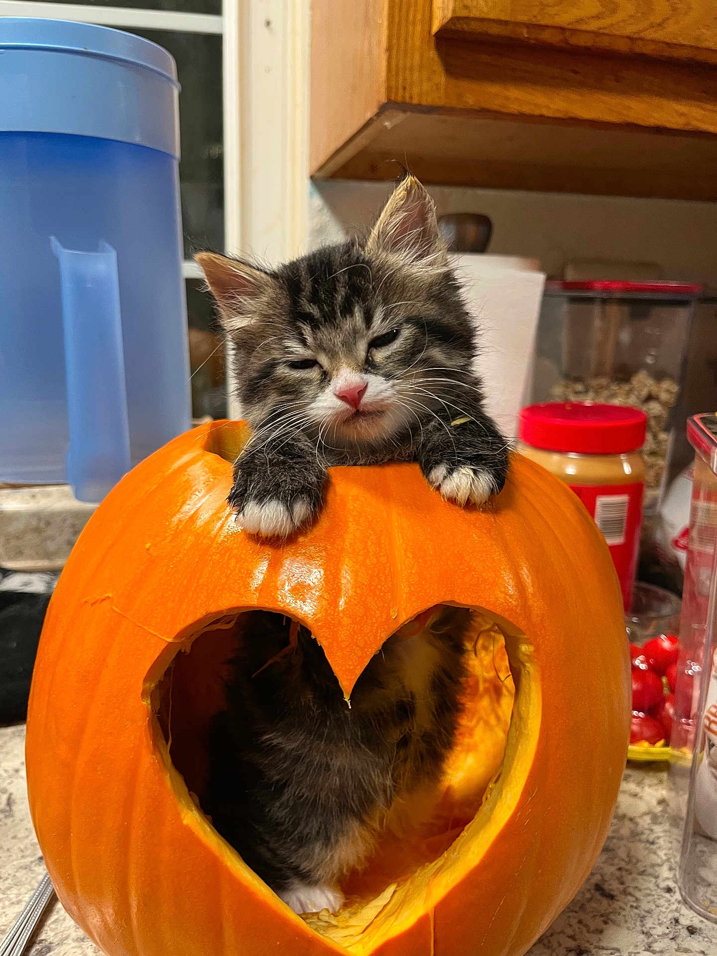 Roo is registered to the contest to win money with this photo: kitten, cat, pumpkin, heart_shape, sleepy, indoor, countertop, kitchen, orange, black_and_white, feline, cute, pet, animal, fall, decor, cozy, small, paw, fur