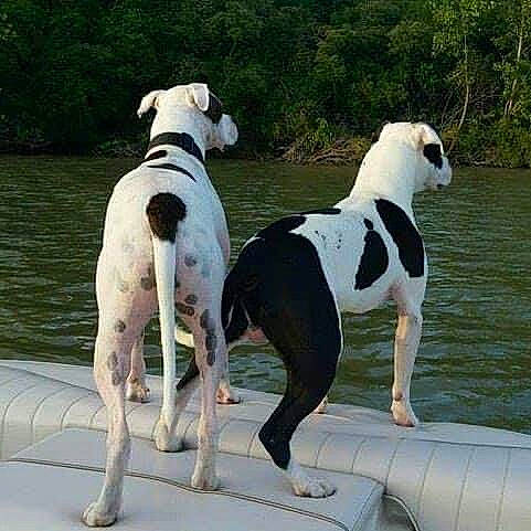 Cowboy joined the competition — help win amazing prizes! canidae, carnivore, collar, companion_dog, dog, dog_breed, dog_collar, dog_supply, great_dane, gun_dog, hunting_dog, non_sporting_group, pet_supply, recreation, sporting_group, tail, vehicle, water, working_animal, working_dog