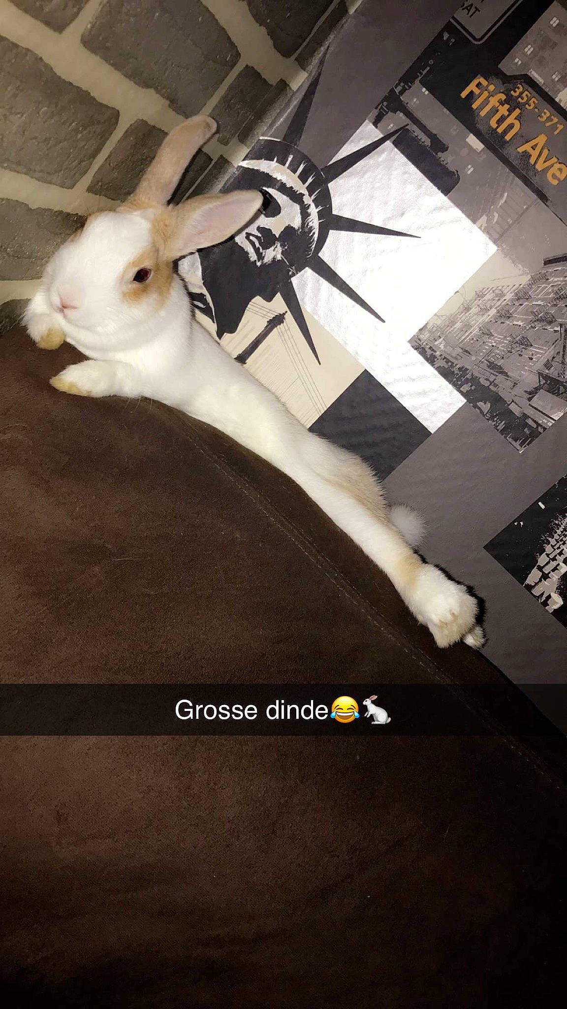 Plume a rejoint le concours — aidez-le/la à gagner de superbes lots ! ear, fawn, leg, photo_caption, rabbit, rabbits_and_hares, tail