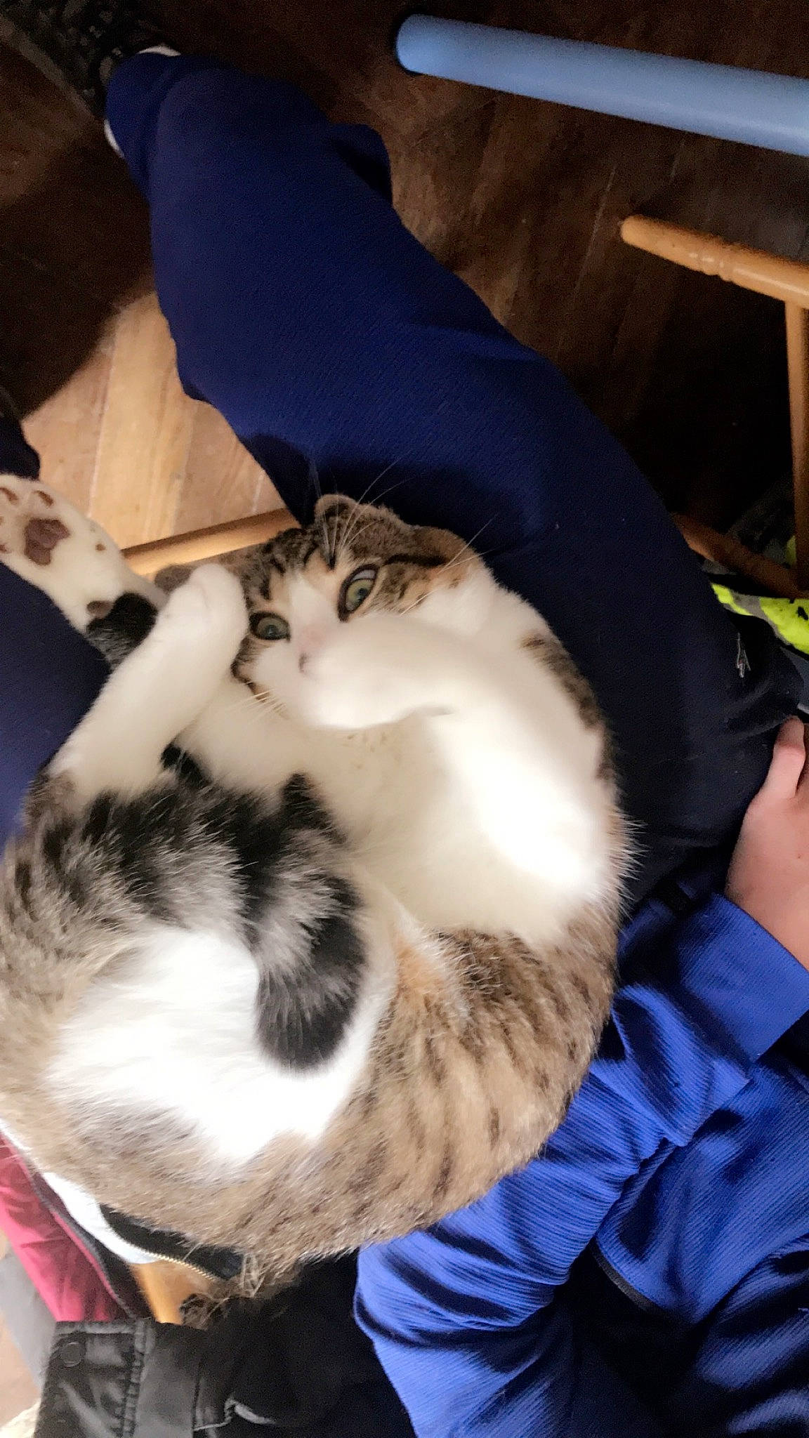 Simba a rejoint le concours — aidez-le/la à gagner de superbes lots ! carnivore, cat, domestic_short_haired_cat, felidae, fur, small_to_medium_sized_cats, whiskers