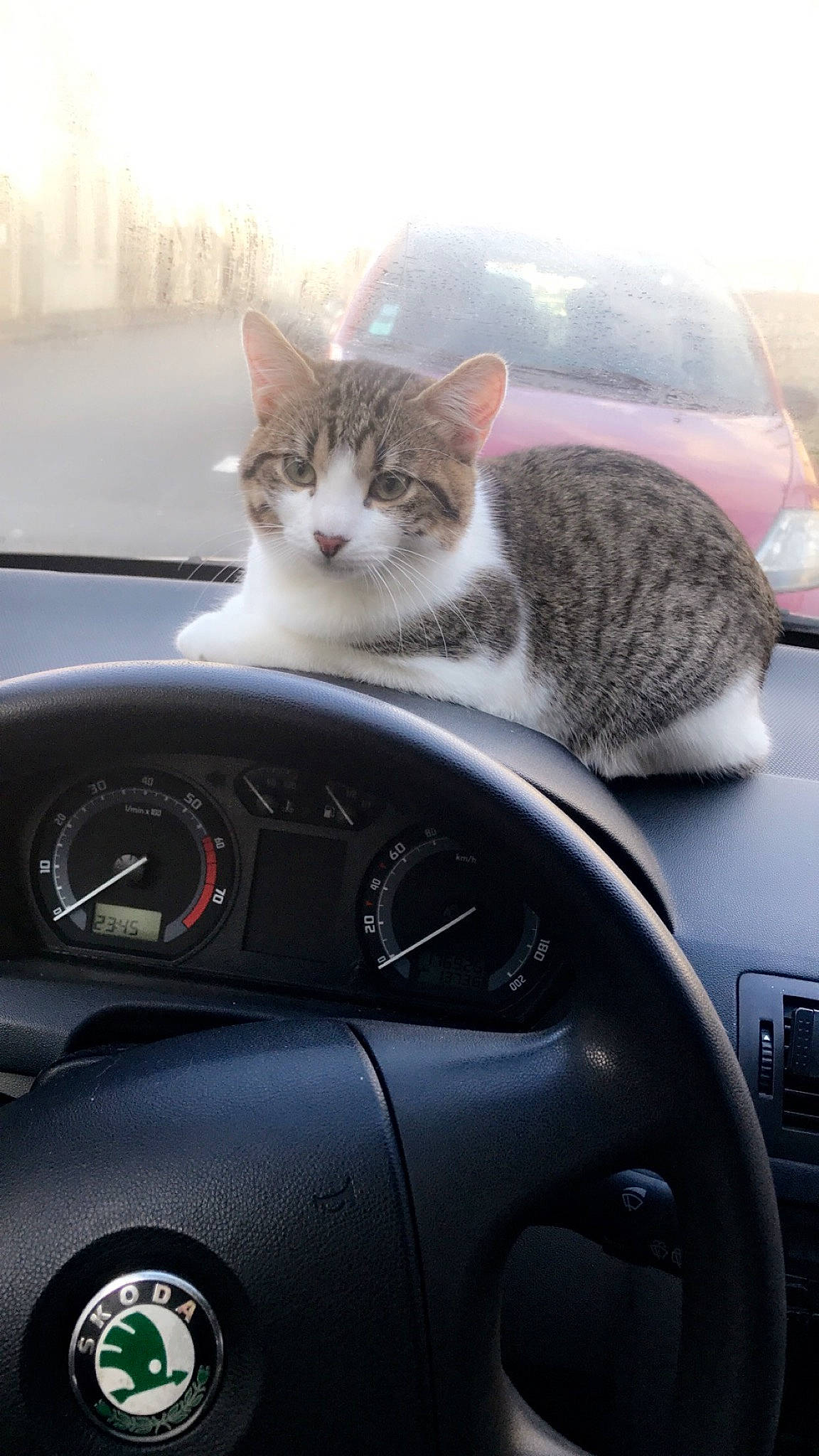 Simba participe au concours pour gagner de l'argent avec cette photo : auto_part, automotive_design, automotive_wheel_system, automotive_window_part, car, carnivore, cat, felidae, glass, personal_luxury_car, rim, small_to_medium_sized_cats, steering_part, steering_wheel, vehicle, vehicle_door, wheel, whiskers, window, windshield