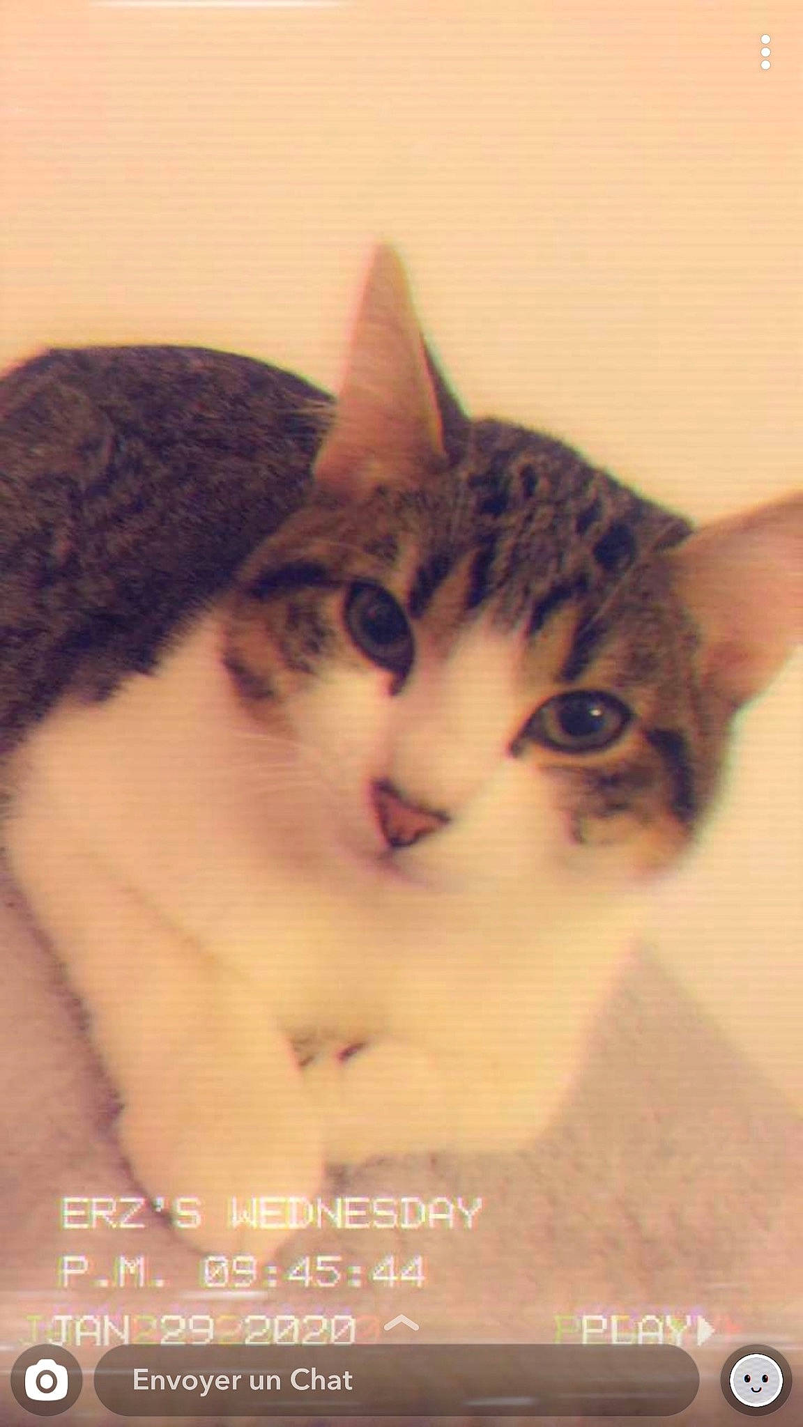 Simba a rejoint le concours — aidez-le/la à gagner de superbes lots ! aegean_cat, american_wirehair, asian, carnivore, cat, domestic_short_haired_cat, european_shorthair, felidae, fur, kitten, nose, photo_caption, small_to_medium_sized_cats, snout, tabby_cat, whiskers