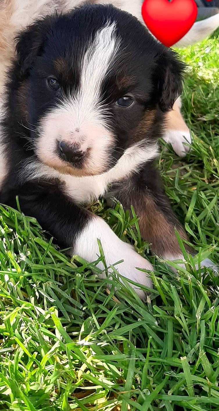 Rox a rejoint le concours — aidez-le/la à gagner de superbes lots ! australian_collie, australian_shepherd, border_collie, canidae, carnivore, companion_dog, dog, dog_breed, english_shepherd, grass, herding_dog, mammal, miniature_australian_shepherd, puppy, vertebrate, welsh_sheepdog, working_dog