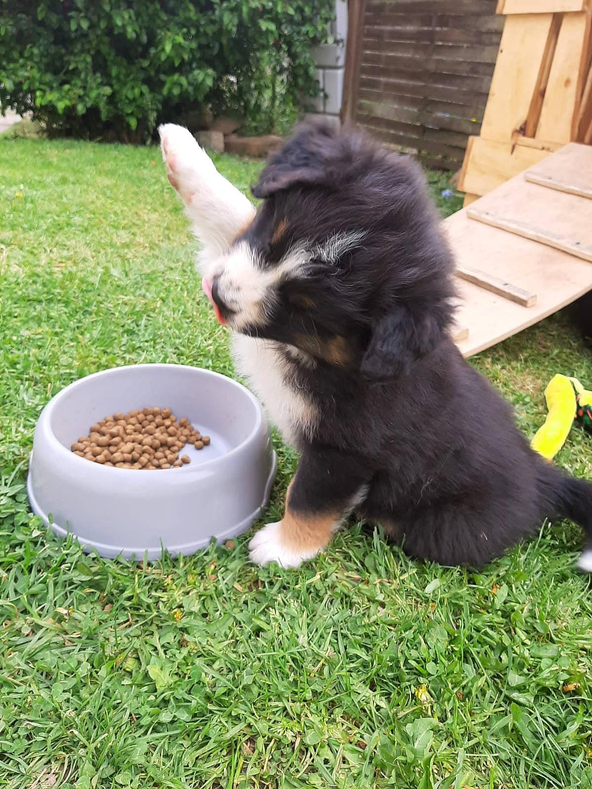 Rox a rejoint le concours — aidez-le/la à gagner de superbes lots ! australian_shepherd, canidae, carnivore, companion_dog, dog, dog_breed, grass, mammal, miniature_australian_shepherd, puppy, sporting_group