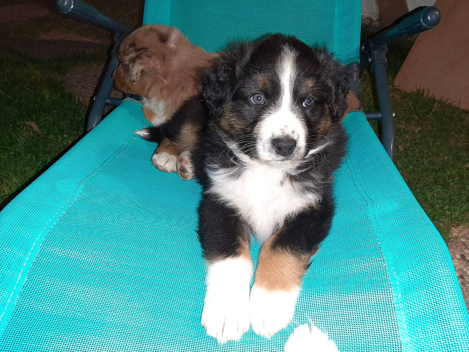 Rox participe au concours pour gagner de l'argent avec cette photo : australian_collie, australian_shepherd, border_collie, canidae, carnivore, companion_dog, dog, dog_breed, herding_dog, mammal, miniature_australian_shepherd, puppy, rare_breed_dog, sporting_group, texas_heeler, vertebrate