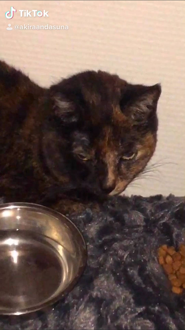 Aloha participe au concours pour gagner de l'argent avec cette photo : asian, black_cat, carnivore, cat, cat_supply, domestic_short_haired_cat, european_shorthair, felidae, german_rex, kitten, polydactyl_cat, small_to_medium_sized_cats, whiskers