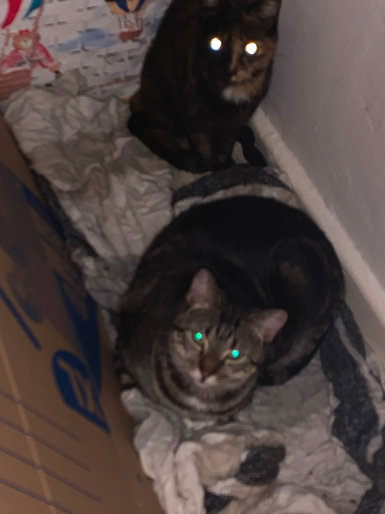 Aloha participe au concours pour gagner de l'argent avec cette photo : asian, black_cat, carnivore, cat, domestic_short_haired_cat, ear, european_shorthair, eye, felidae, fur, iris, small_to_medium_sized_cats, snout, tail, whiskers