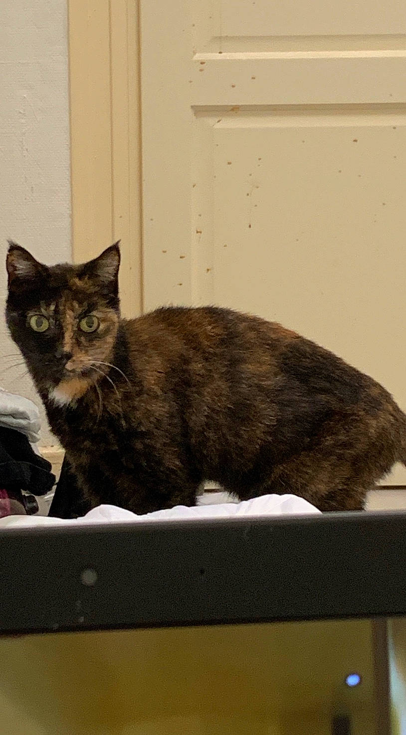 Aloha participe au concours pour gagner de l'argent avec cette photo : asian, carnivore, cat, domestic_short_haired_cat, dragon_li, european_shorthair, fawn, felidae, fur, german_rex, mammal, small_to_medium_sized_cats, tabby_cat, tail, whiskers