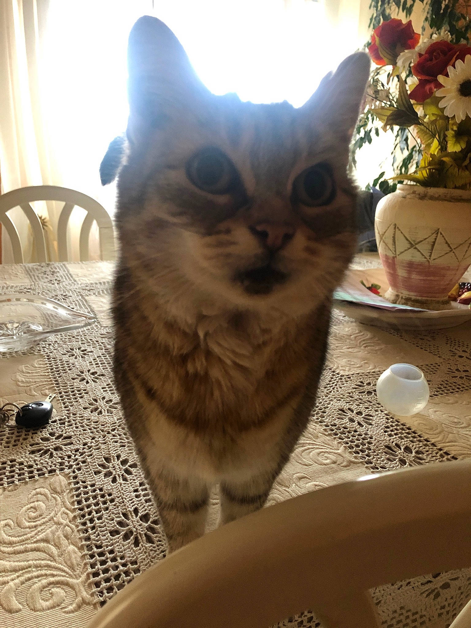 Luna participe au concours pour gagner de l'argent avec cette photo : asian, british_shorthair, burmese, burmilla, carnivore, cat, domestic_short_haired_cat, european_shorthair, fawn, felidae, fur, german_rex, kitten, small_to_medium_sized_cats, whiskers