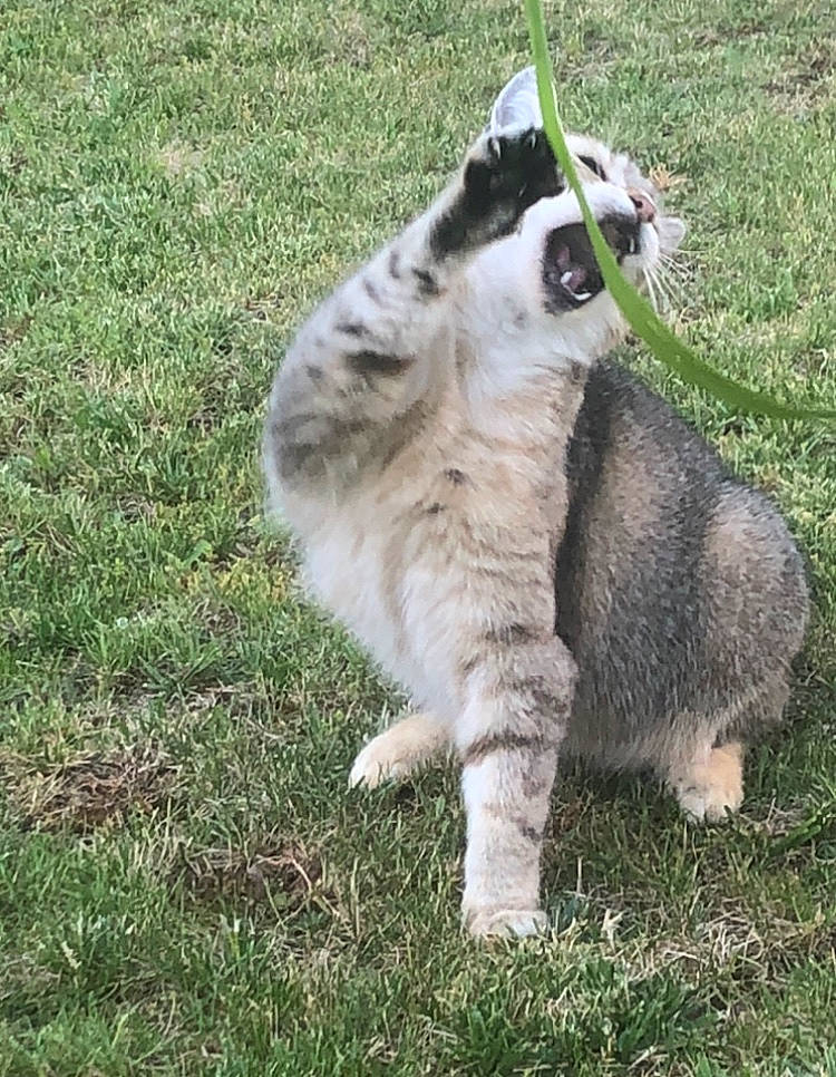 Luna a rejoint le concours — aidez-le/la à gagner de superbes lots ! carnivore, cat, domestic_short_haired_cat, european_shorthair, felidae, grass, lawn, mammal, plant, small_to_medium_sized_cats, tabby_cat, tail, whiskers, wildlife