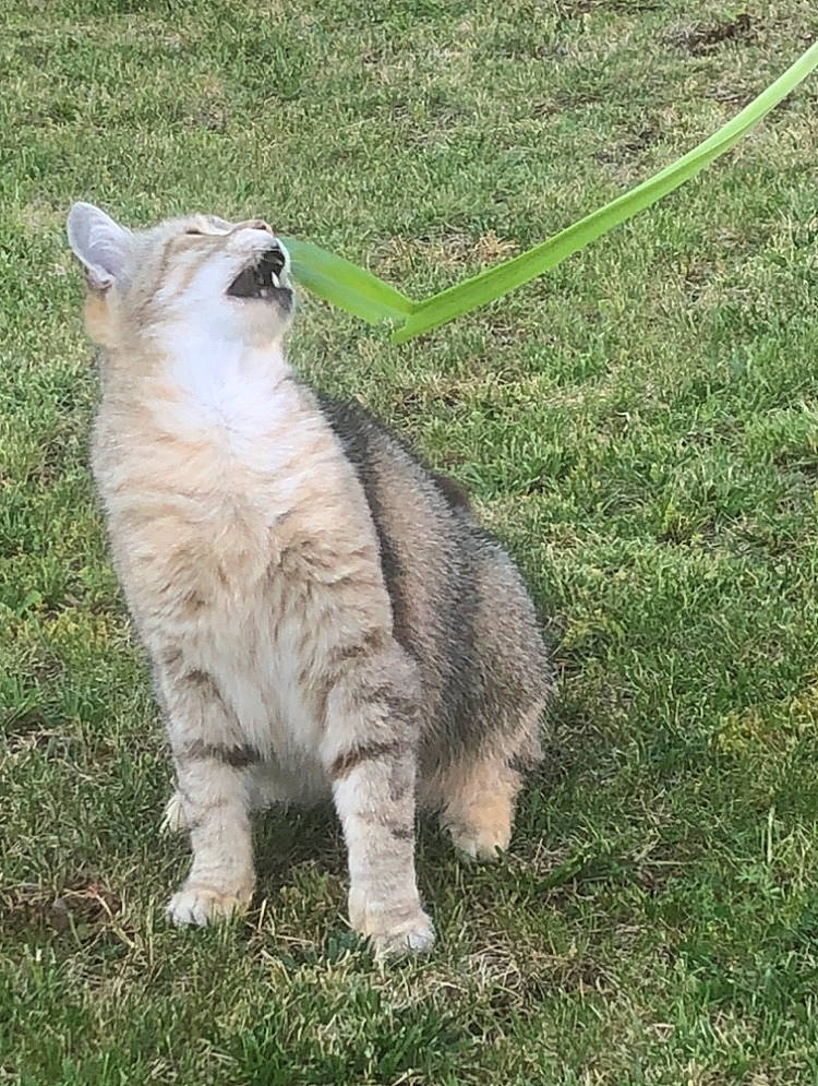 Luna participe au concours pour gagner de l'argent avec cette photo : british_shorthair, carnivore, cat, domestic_short_haired_cat, european_shorthair, fawn, felidae, fur, grass, lawn, mammal, pixie_bob, plant, small_to_medium_sized_cats, tabby_cat, tail, vertebrate, whiskers, wildlife