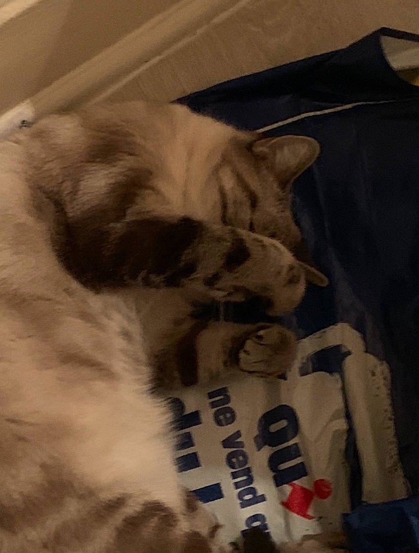 Alana participe au concours pour gagner de l'argent avec cette photo : carnivore, cat, ear, felidae, fur, kitten, paw, small_to_medium_sized_cats, tail, whiskers