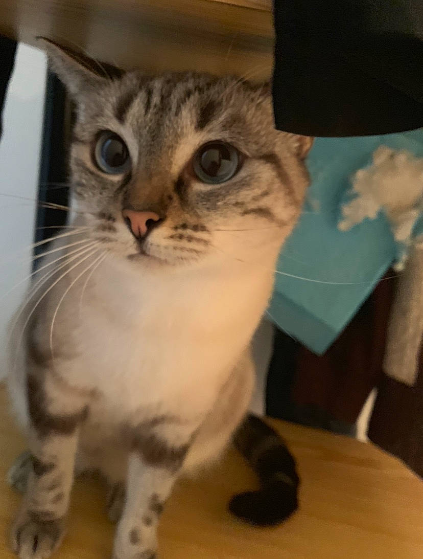 Alana participe au concours pour gagner de l'argent avec cette photo : aegean_cat, american_bobtail, american_curl, american_shorthair, american_wirehair, asian, australian_mist, carnivore, cat, domestic_short_haired_cat, european_shorthair, felidae, kitten, mammal, singapura, small_to_medium_sized_cats, tabby_cat, vertebrate, whiskers