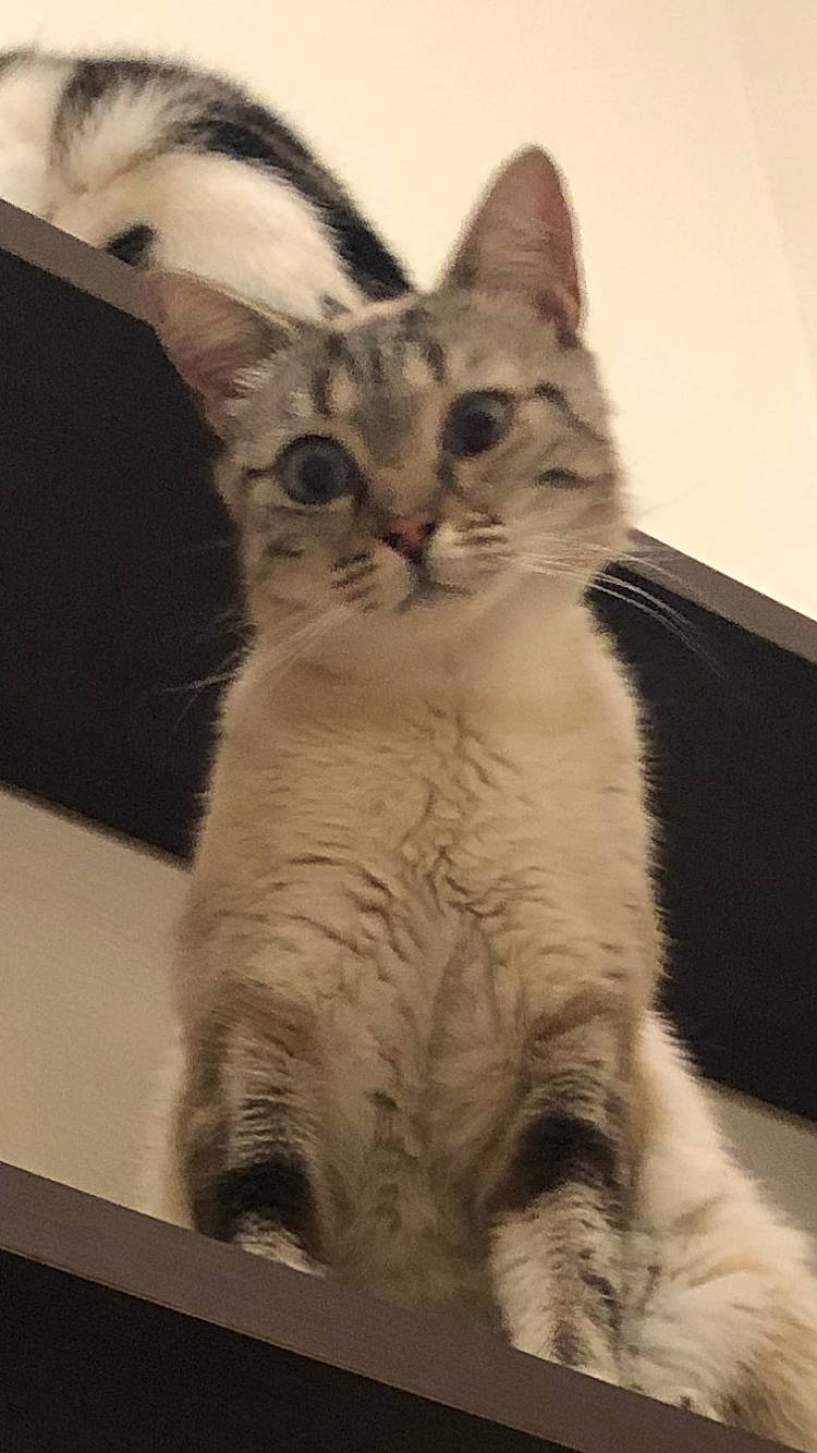 Alana a rejoint le concours — aidez-le/la à gagner de superbes lots ! american_shorthair, american_wirehair, asian, australian_mist, burmilla, carnivore, cat, domestic_short_haired_cat, egyptian_mau, european_shorthair, felidae, fur, kitten, mammal, ojos_azules, small_to_medium_sized_cats, snout, tabby_cat, vertebrate, whiskers