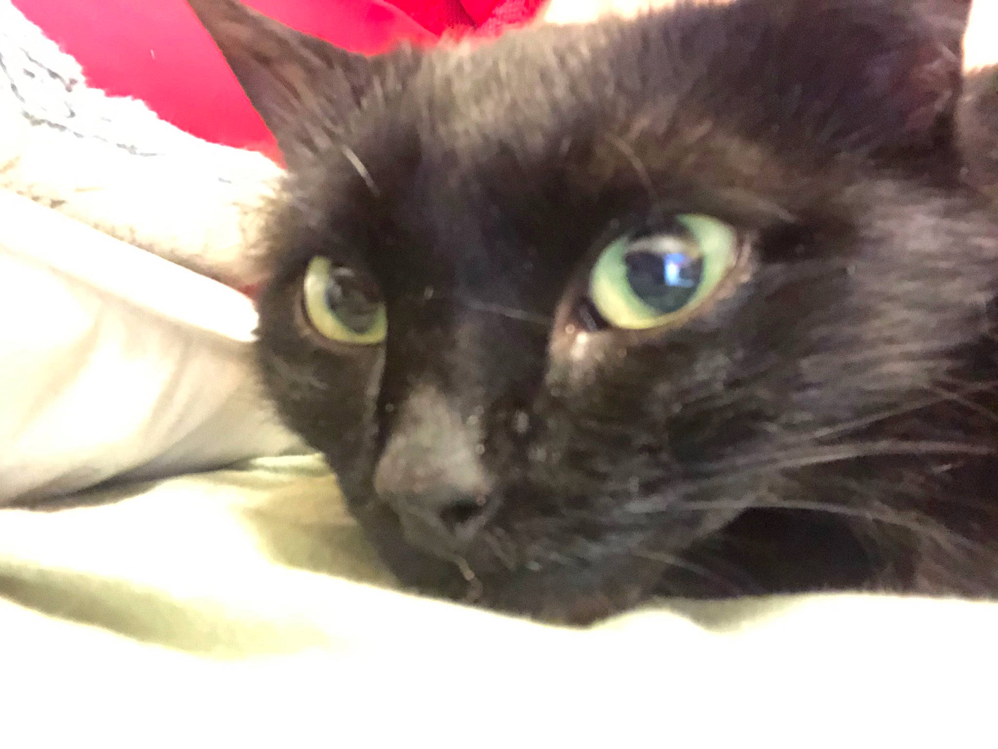 Alita a rejoint le concours — aidez-le/la à gagner de superbes lots ! asian, black_cat, bombay, burmese, carnivore, cat, domestic_short_haired_cat, eye, felidae, havana_brown, iris, javanese, korat, mammal, nebelung, oriental_longhair, small_to_medium_sized_cats, snout, vertebrate, whiskers