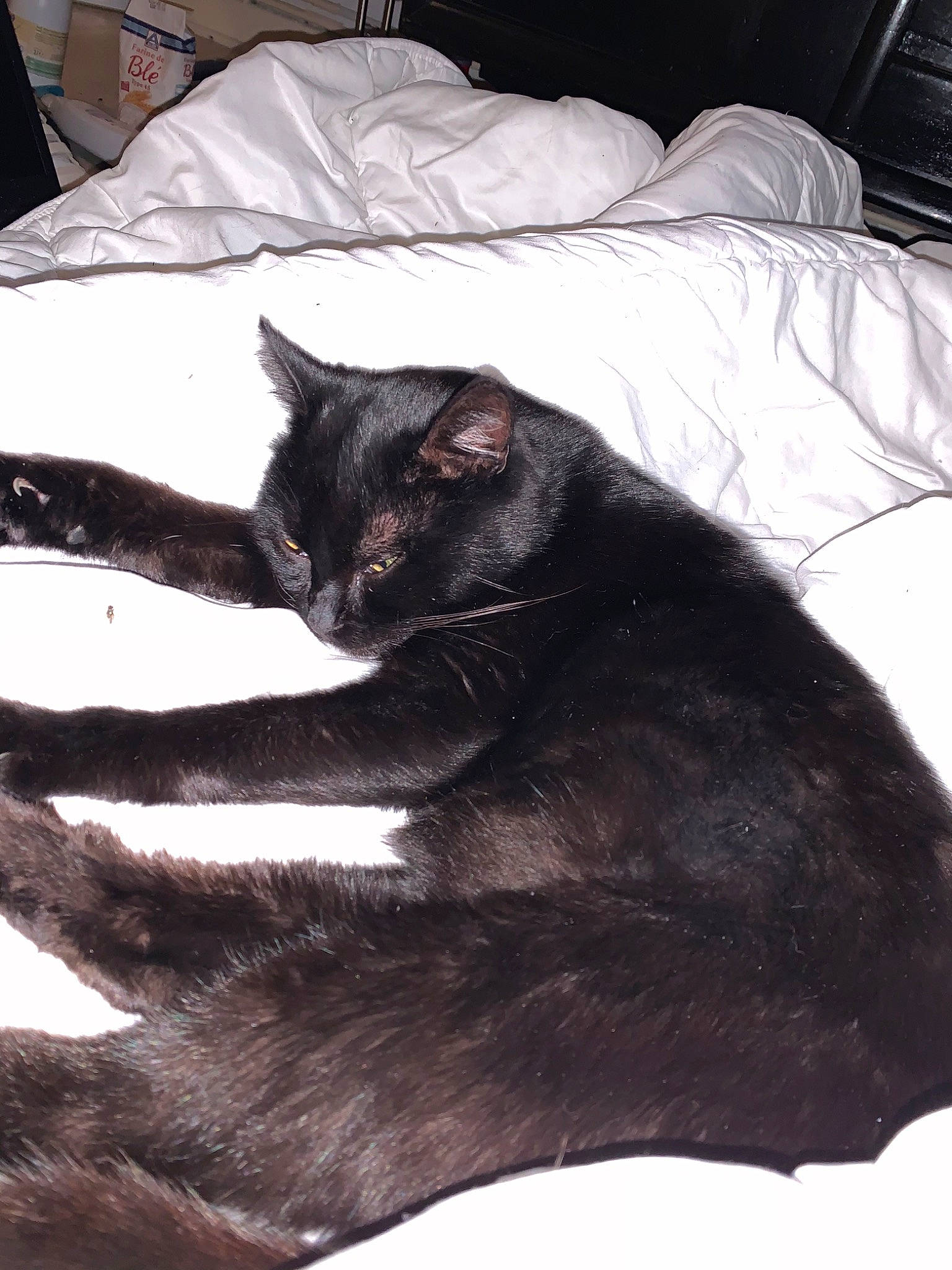 Lucifer a rejoint le concours — aidez-le/la à gagner de superbes lots ! asian, black, black_and_white, black_cat, bombay, carnivore, cat, comfort, domestic_short_haired_cat, felidae, fur, nap, sleep, small_to_medium_sized_cats, snout, tail, whiskers