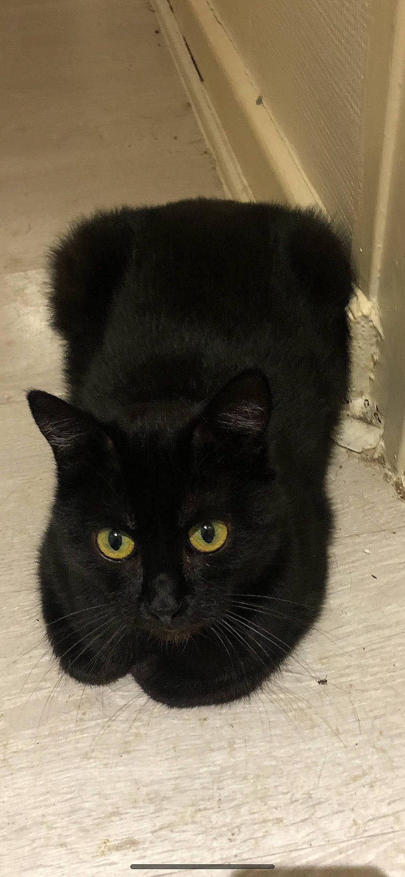 Lucifer participe au concours pour gagner de l'argent avec cette photo : asian, asian_semi_longhair, black, black_cat, bombay, british_semi_longhair, british_shorthair, burmese, carnivore, cat, domestic_long_haired_cat, domestic_short_haired_cat, felidae, fur, korat, mammal, small_to_medium_sized_cats, snout, vertebrate, whiskers