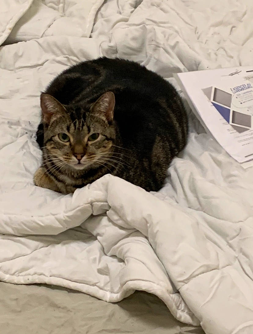 Aruka a rejoint le concours — aidez-le/la à gagner de superbes lots ! american_shorthair, asian, bed, bed_sheet, carnivore, cat, comfort, domestic_short_haired_cat, dragon_li, european_shorthair, felidae, fur, kitten, linens, nap, pixie_bob, small_to_medium_sized_cats, tabby_cat, textile, whiskers