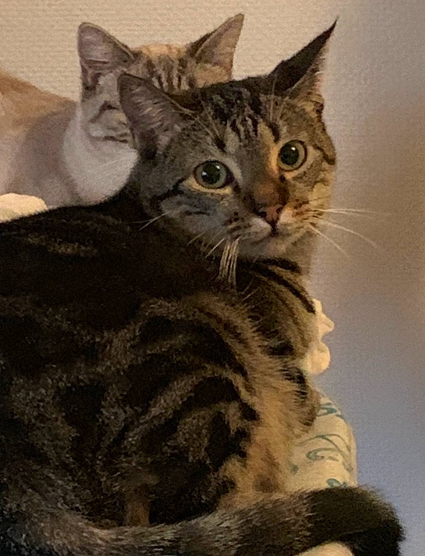 Aruka participe au concours pour gagner de l'argent avec cette photo : american_shorthair, american_wirehair, asian, australian_mist, california_spangled, carnivore, cat, domestic_short_haired_cat, dragon_li, egyptian_mau, european_shorthair, felidae, kitten, mammal, ocicat, small_to_medium_sized_cats, sokoke, tabby_cat, vertebrate, whiskers