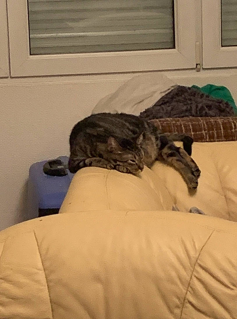 Aruka participe au concours pour gagner de l'argent avec cette photo : bed, bed_sheet, bedding, bedroom, canidae, carnivore, cat, comfort, dog_breed, fur, furniture, linens, nap, room, sporting_group