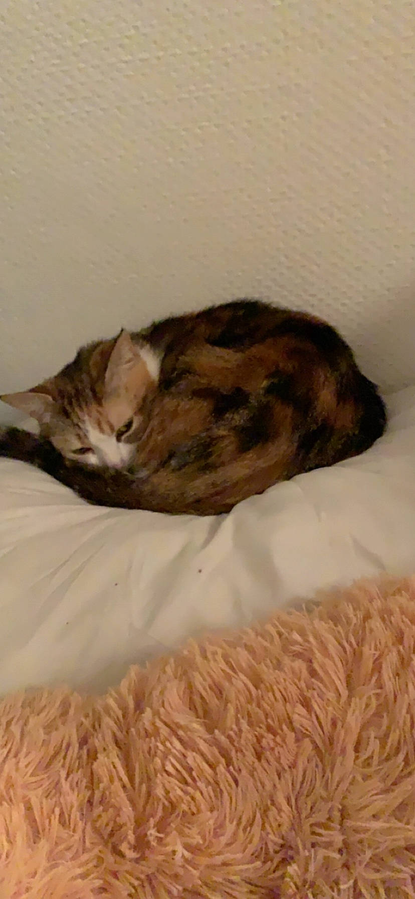 Akira a rejoint le concours — aidez-le/la à gagner de superbes lots ! carnivore, cat, cat_bed, domestic_short_haired_cat, european_shorthair, fawn, felidae, fur, nap, sleep, small_to_medium_sized_cats, tail, whiskers